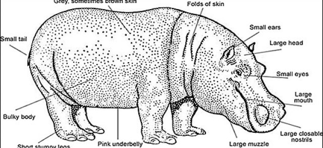 hippopotamus adaptation
